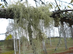 126-Rottneros Park Baardmos Skagmoss Usnea