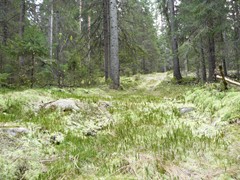 139- Harry en Hinkes achtertuin Rendiermos met Wolfklauw