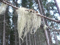 144-Harry en Hinkes achtertuin Baardmos Skagmoss Usnea