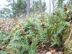 152-Polypodium vulgare eikvaren in Harry en Hinkes bos