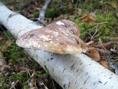 153-Bjorktikka Berkendoder in Harry en Hinkes bos