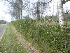 164-Marbacka Selma Lagerlofs hem  heg van Picea abies Fijnspar