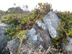 185-Grimsholmens Naturreservat Kraaiheide Empetrum nigrum