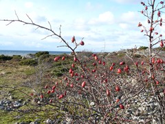 187-Grimsholmens Naturreservat Rosa canina ssp. canina Hondsroos