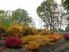 194-Bad Zwischenahn bij Ubbo Kruse Acer palmatum - Dissectum