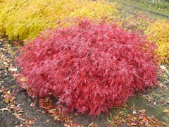 195-Acer palmatum Garnet (syn. A. p. Dissectum Garnet)