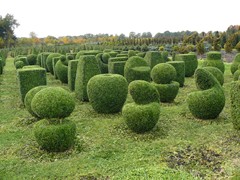 200-Figuren van Buxus sempervirens Palmboompje Buksboom