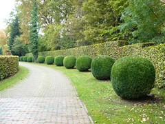 202-Bollen van Buxus sempervirens Palmboompje Buksboom