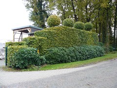 205-Beukenhaag met Bollen Fagus sylvatica