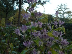 5-Rhododendronpark Gristede Padlelie Tricyrtis hirta