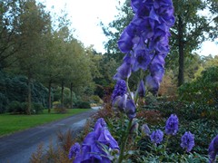 6-Rhododendronpark Gristede Monnikskap Aconitum