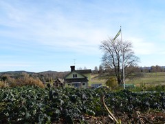 92-Rus. Boerenkool of Rus. bladkkool gekruist met Siberisch bladkool Brassica napus var sabauda